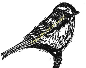 Bird Prints Gallery